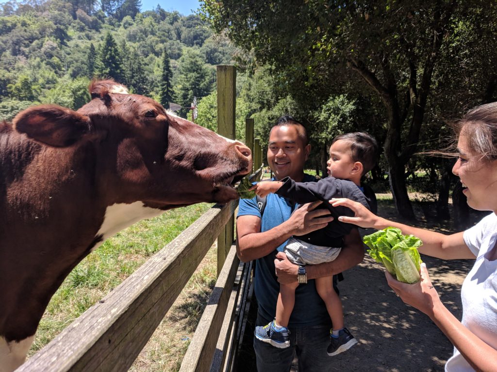 Visiting Oakland, CA California with a Toddler - Tilden Farm, Fairyland, Lake Merritt, San Francisco Ferry
