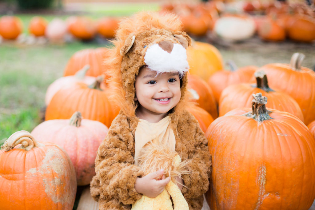 Toddler Boy in Lion Halloween Costume in a Pumpkin Patch 