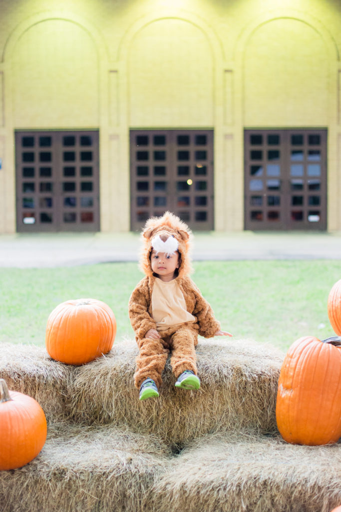 Toddler Boy in Lion Halloween Costume in a Pumpkin Patch