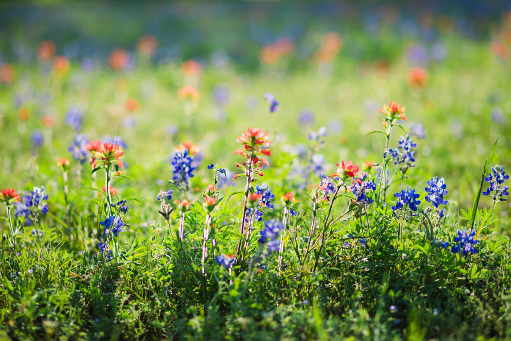 Houston Brenham Bluebonnet Photos | How to take Photos of your Kids in the Bluebonnets